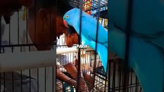 I Exchanged My Old Birds! #viral #shorts