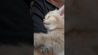 Sweet Sleeping Kitten #shorts #lada #kitten #ladakitty