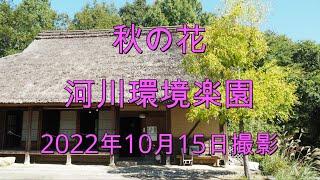 秋の花(河川環境楽園)2022年10月15日撮影