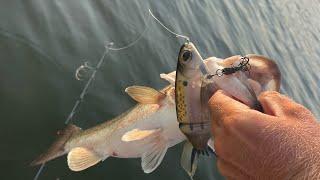 Tackle Tip: DEEP Water GLIDE BAIT