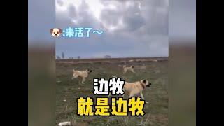 边牧是边牧，狗是狗#边牧 #牧羊犬 #边牧日常 #牧羊犬的职责