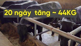 CÁCH TÔI LÀM "CÁM BÒ" TĂNG 44KG TRONG 20 NGÀY