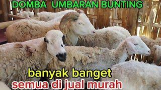 DOMBANYA ORANG KEDIRI MURAH  TENAN YOO APIK - APIK LURR WA 08523428612 ds bulu kec semen kab kediri