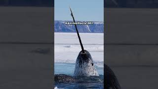 Interesting Narwhal Facts  Part 1   #AnimalFacts #animals #wildlife #nature #animals