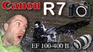 Canon R7 Bird Photography - Capturing Unexpected Moments!