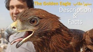 The Golden Eagle- Description & Facts | Pakistan Falconry & Nature