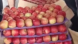 Today's Gala Apple Market Update | Solan Mandi  Apple Market | Himalayan farming | Live Update