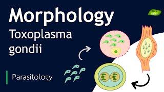 Toxoplasma gondii | Morphology | Basic Science Series