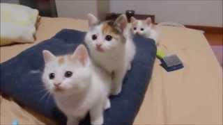 The Kitten Dance!