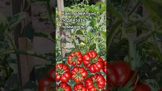 Как правильно подвязать помидоры | открытый грунт #дача #огород #помидоры #сад #томаты