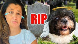 OUR DOG DIED  