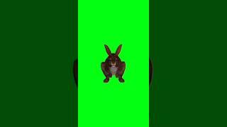 Rabbit running green screen animation video#animation #chromakey #rabbit #dailygreenscreen #shorts