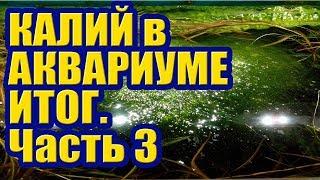 Калий против Водорослей в Аквариуме. Часть 3 Итог. Борьба с Нитчаткой Кладофорой