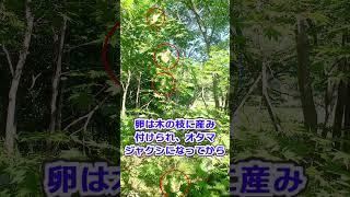 ゆっくりふくしま【旅チャンネル】福島県川内村。詩人、草野心平とモリアオガエルで有名な村です。今年もカエルの産卵の時期がやってきました。