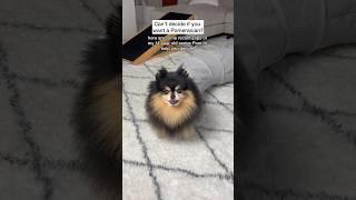 Some things you should know before getting a Pomeranian  #dog #pomeranian