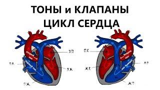 ТОНЫ, КЛАПАНЫ И ЦИКЛ СЕРДЦА