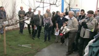 Potatura del pesco. Giovanni Rigo alla Fiera di Vita in Campagna