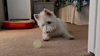 Westie plays with ball in the most adorable possible way