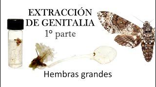 TUTORIAL - Extracción de genitalia en lepidópteros grandes 1° parte | Hembras