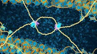 DNA Break Repair by Homologous Recombination (2024) Drew Berry wehi.tv