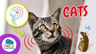 Top 5 CURIOSITIES ABOUT CATS | Educational Videos for Children- Happy Learning    