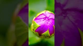 # Khulta Phool, Bole Zindagi! ”“Prakriti Ka Pyara Message ”“Phool Ki Meethi Bhasha ”“Elove