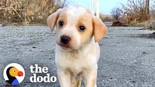 Puppy Found With Garbage Wouldn't Stop Shaking | The Dodo