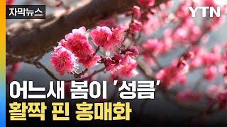 [자막뉴스] "사진 찍기 좋아요"...매화 군락지 '활짝' / YTN