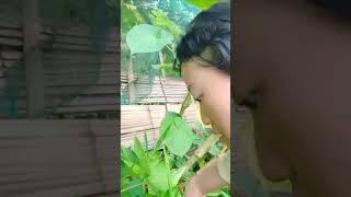 Diệp nông thôn