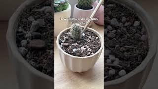 Propagate Cactus from offsets #cactus #houseplants #plants #propagation #shorts