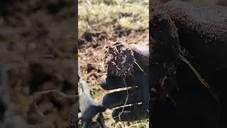 Коп с металлоискателем