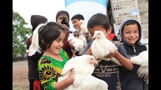 Family Poultry Production in 12 districts of Khatlon