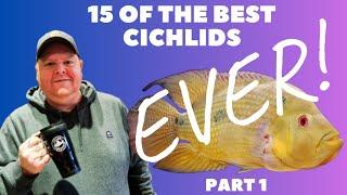 15 of the BEST CICHLIDS EVER | Part 1