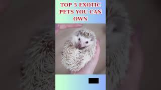 Top 5 Exotic Pets You Can Own #pets #animals #top