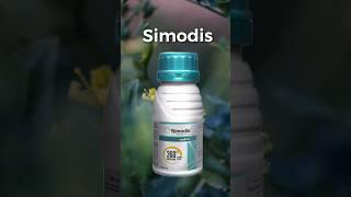 SimodisSyngenta|new 2023 insecticide|#syngenta #insecticide #farming #agriculture#shetkari #shorts