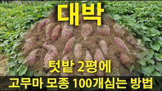 주말농장 작은 텃밭 2평에 고구마 100개 심는방법, 고구마수확, 고구마심기, 고구마캐기