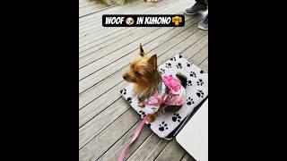 Woof  in kimono  #cute#cutedog#woofwoof#kimono#melbourne#dogcostume#love#lovedogs#dogwalk