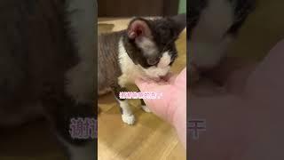 薄荷糖蜗牛宝宝的新朋友~巧克力草莓蛙来啦！#万物可爱计划#五一吃喝玩乐节#猫粮推荐#德文卷毛猫