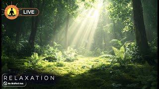  Relaxing Forest Music 24/7, Stress Relief Music, Sleeping Music, Background Music, Meditation