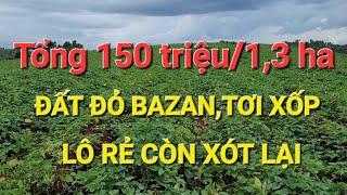 (số 598) Bác Chủ Xoay Công Việc Nhượng Lại 1,3 ha Chỉ 150 Triệu Vườn Đất Đỏ Tơi Xốp #bandatdaknong