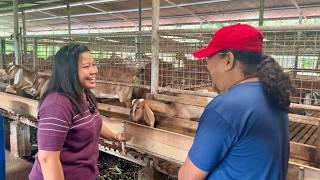 Mag Asawang ENGINEER sa Singapore, FULLTIME na sa DAIRY GOAT dahil na-inspire sa GOAT FARMS doon?