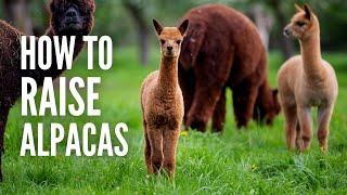 Raising Alpacas: A Short Guide on How You Can Take Care of Them