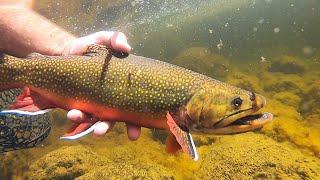 SIGHT FISHING BIG BROOK TROUT at a MOUNTAIN LAKE!!! (Catch and Cook)