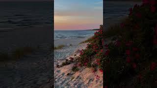 Wild Red Flowers and Waves on a Tunisian Beach #cinematic #tunisia #beach #travel #travel#4k  #beach