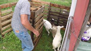 How to Build a Cheap Working Pen for Sheep out of Pallets