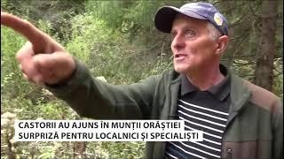 Castorii au ajuns în Munții Orăștiei. Surpriză pentru localnici și specialiști