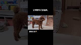 삑삑이 사랑 루이 #cutedog #dog #puppy #reo #rouis #갈색푸들 #강아지일상 #레오 #루이 #뭉치