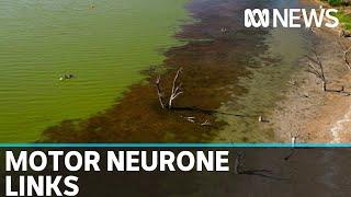 Motor Neurone Disease and blue-green algae link being explored by scientists | ABC News