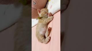 #shorts #Beautiful little cute cat's bedtime. #cute #cutecat #cutekitty #lovelycat