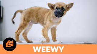 Poor Weewy was born with only one eye and a deformed leg